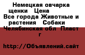 Немецкая овчарка щенки › Цена ­ 20 000 - Все города Животные и растения » Собаки   . Челябинская обл.,Пласт г.